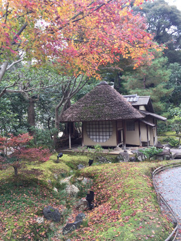 紅葉in高台寺_20161211_3